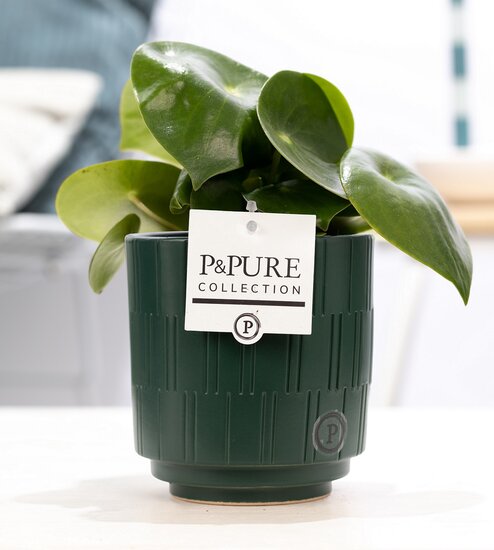 Peperomia Rain drop in pot Tess groen