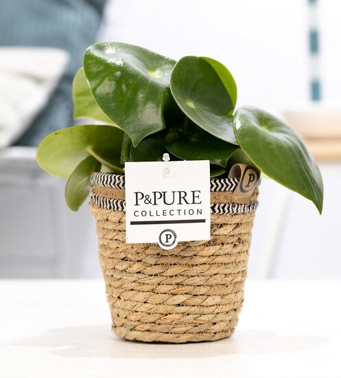 Pannenkoekplant (Peperomia Rain drop) met bloempot Basket mand