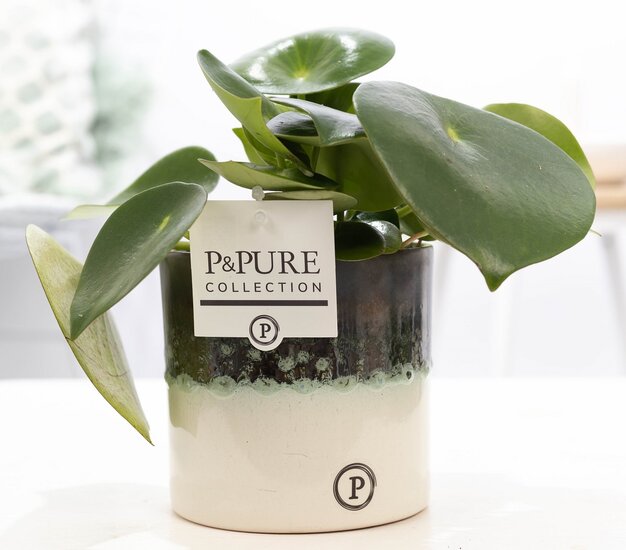 Peperomia Rain drop in pot Illusion