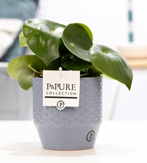Peperomia Rain drop in pot Eline grijs