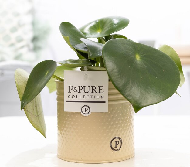 Peperomia Rain drop in pot Louise zink creme