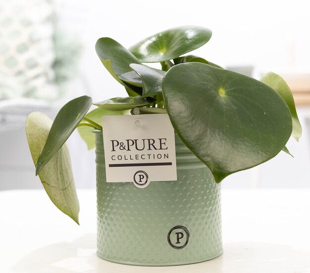 Peperomia Rain drop in pot Louise zink groen