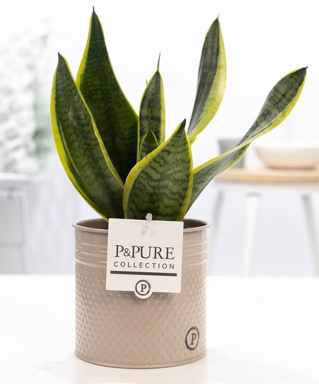 Sansevieria in pot Louise zink creme