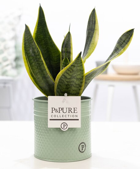 Sansevieria in pot Louise zink groen