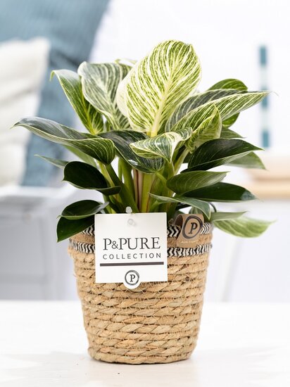 Philodendron white wave in pot Basket 5