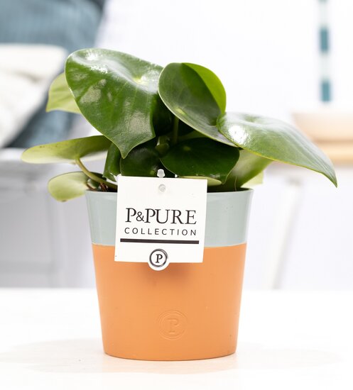Peperomia Rain drop in pot Terra Cotta blauw