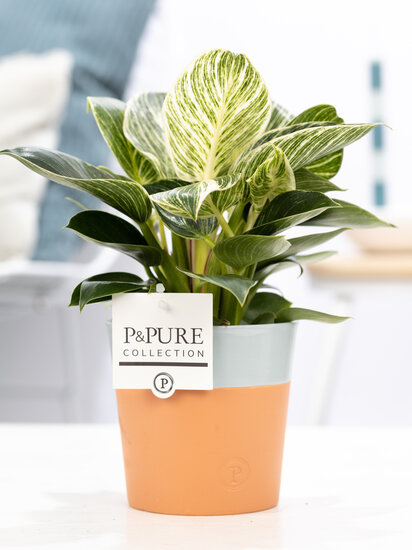 Philodendron white wave in pot Terra Cotta blauw