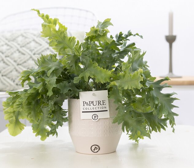 Phlebodium davana in pot Eline wit