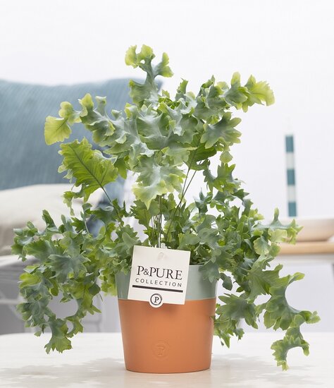 Phlebodium davana in pot Terra Cotta blauw