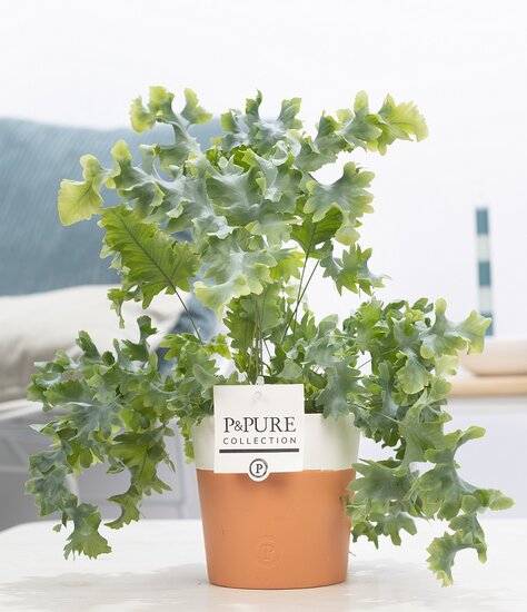 Phlebodium davana in pot Terra Cotta wit