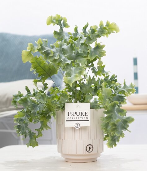 Phlebodium davana in pot Tess wit