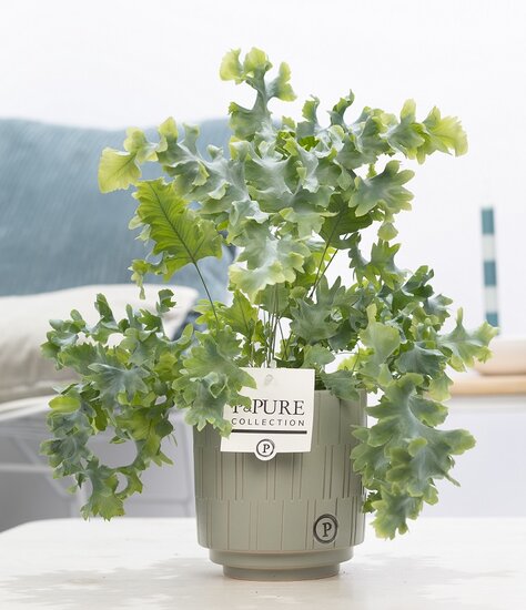 Phlebodium davana in pot Tess grijs