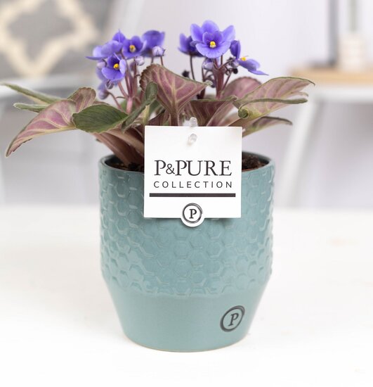Saintpaulia lichtblauw in pot Eline groen