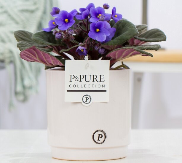 Saintpaulia lichtblauw in pot Juliette wit