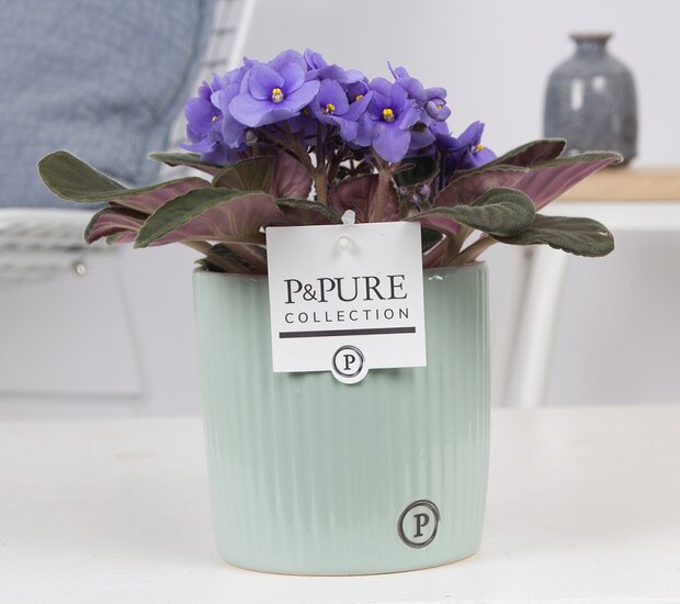 Saintpaulia lichtblauw in pot Sophie groen