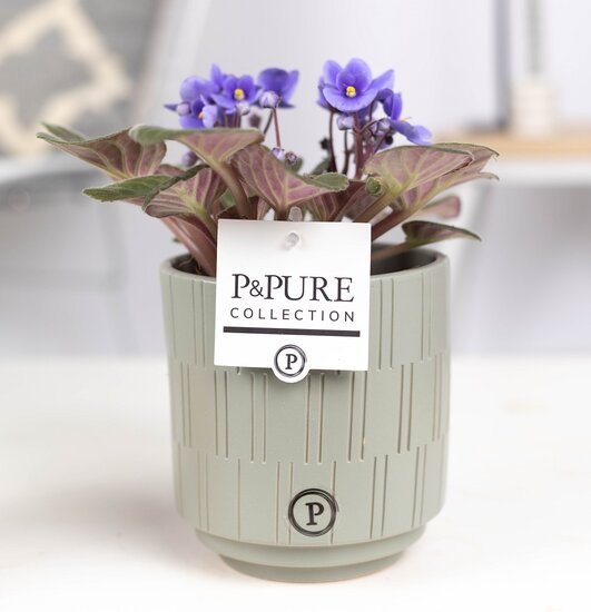 Saintpaulia lichtblauw in pot Tess grijs