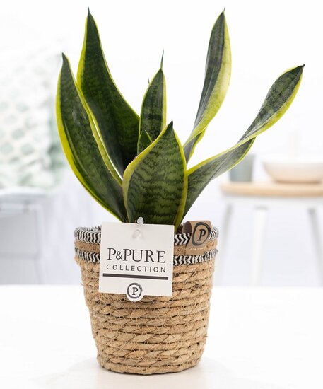 Sansevieria in pot Basket