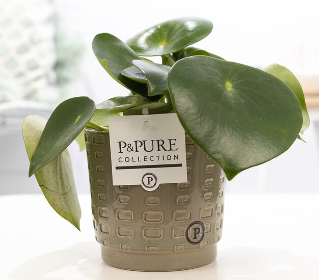 Peperomia Rain drop in pot Floor groen