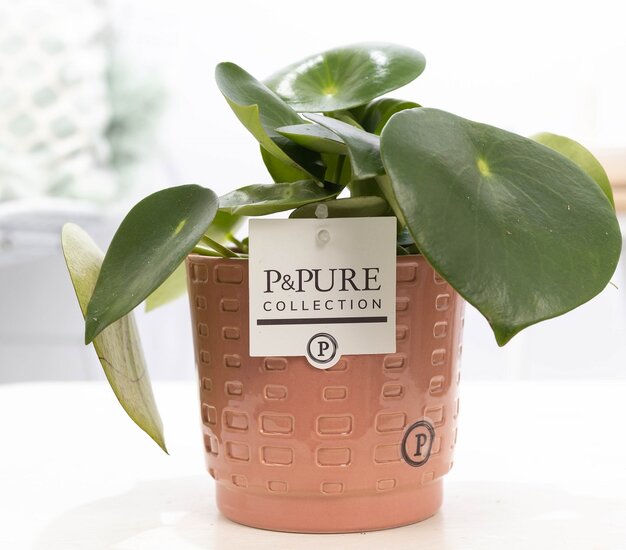 Peperomia Rain drop in pot Floor roze