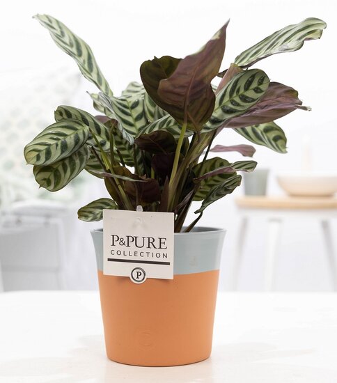 Ctenanthe Burle Marxii in pot Terra Cotta blauw