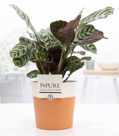 Ctenanthe Burle Marxii in pot Terra Cotta wit