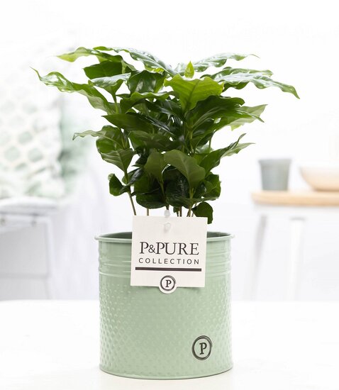 Coffea Arabica in pot Louise zink groen