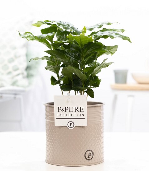 Coffea Arabica in pot Louise zink taupe