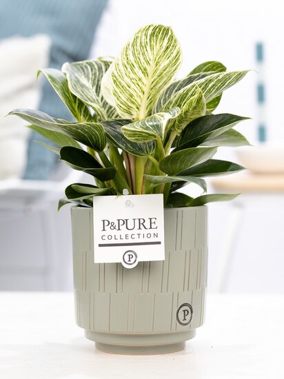 Philodendron white wave in pot Tess grijs