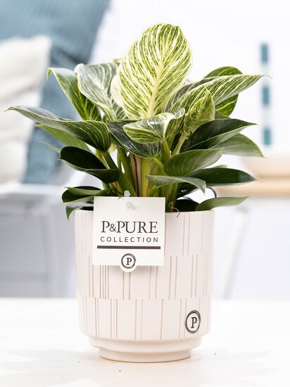 Philodendron white wave in pot Tess wit