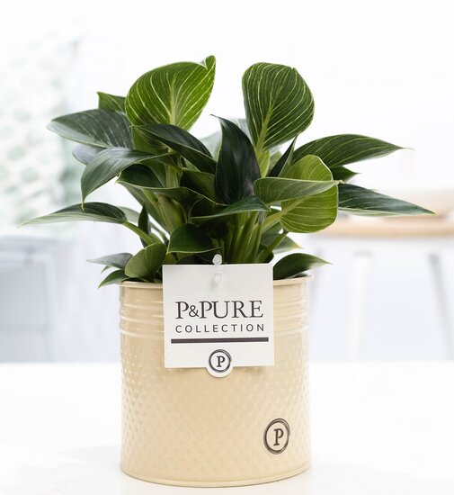 Philodendron white wave in pot Louise zink creme