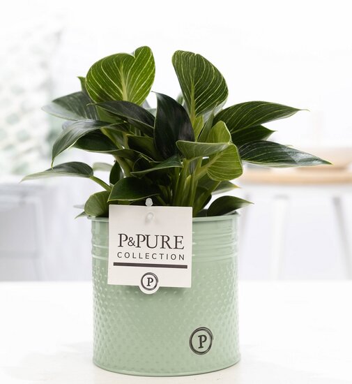 Philodendron white wave in pot Louise zink groen
