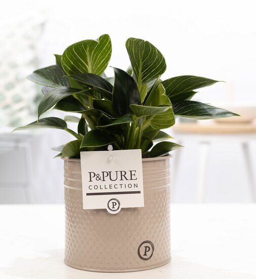 Philodendron white wave in pot Louise zink taupe