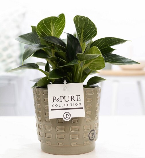 Philodendron white wave in pot Floor groen