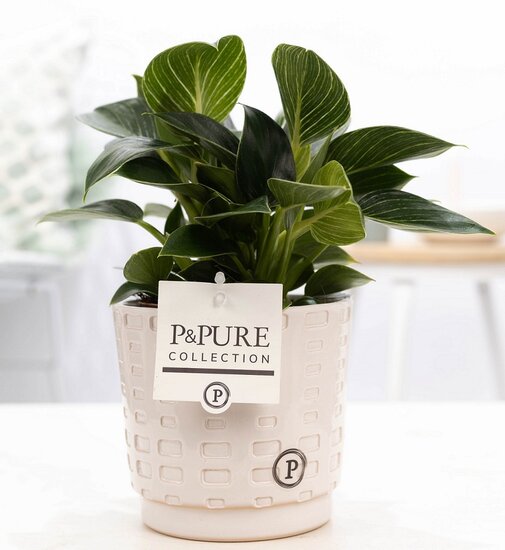 Philodendron white wave in pot Floor wit