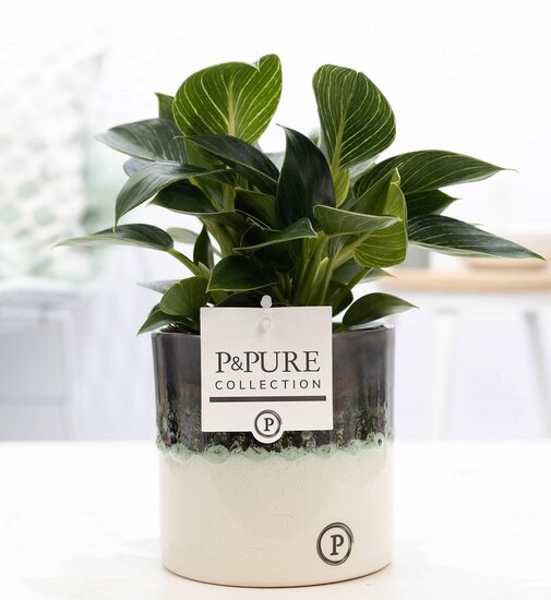 Philodendron white wave in pot Illusion