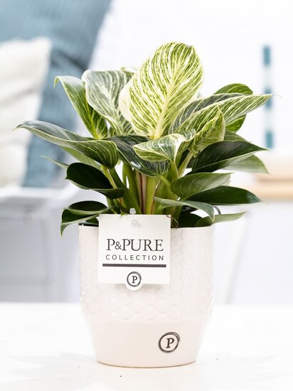 Philodendron white wave in pot Eline wit