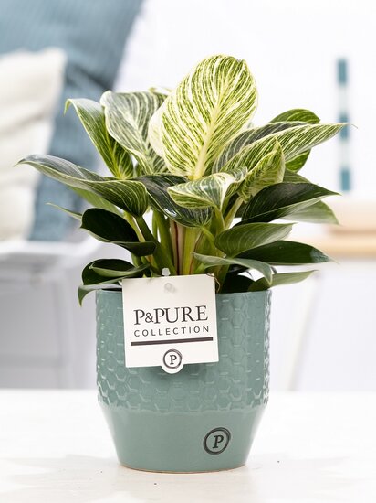 Philodendron white wave in pot Eline groen