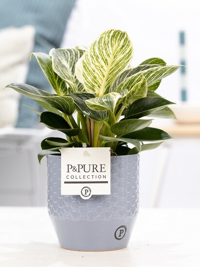 Philodendron white wave in pot Eline groen