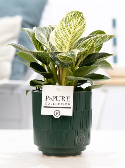 Philodendron white wave in pot Tess groen