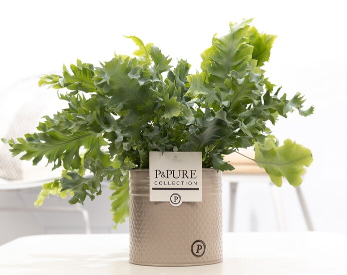 Phlebodium davana in pot Louise zink creme
