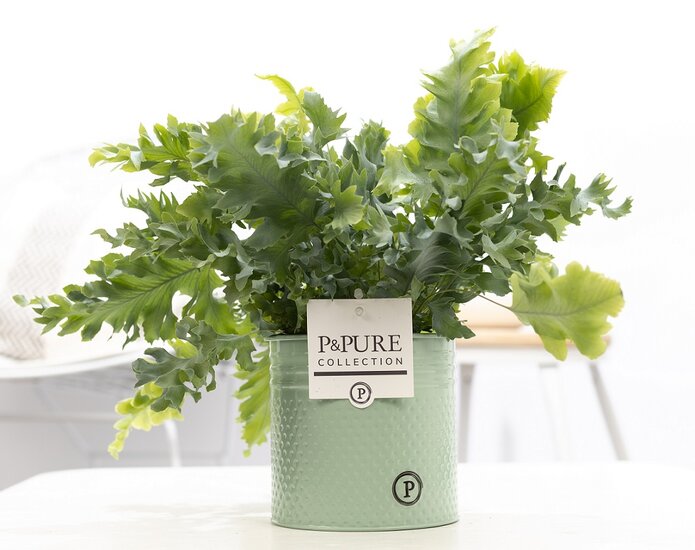 Phlebodium davana in pot Louise zink groen