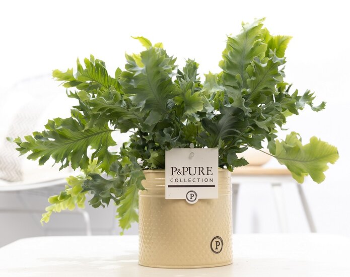 Phlebodium davana in pot Louise zink taupe