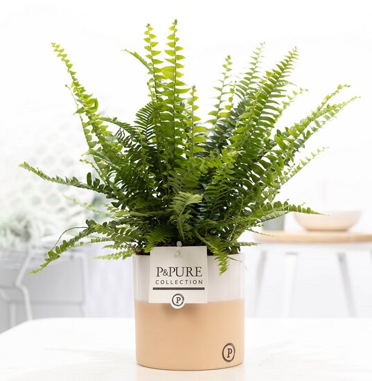 Krulvaren Nephrolepis green lady met P&PURE Collection bloempot Rosy