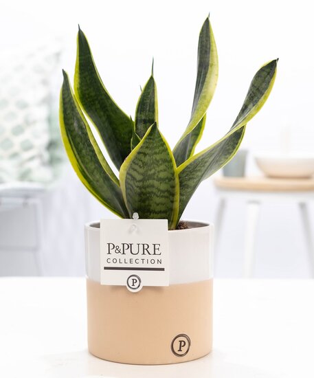 Sansevieria met P&PURE Collection bloempot Rosy