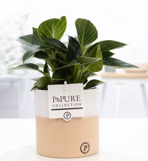 Philodendron white wave met P&PURE Collection bloempot Rosy