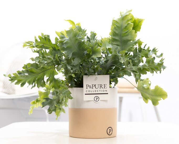 Phlebodium davana met P&PURE Collection bloempot Rosy