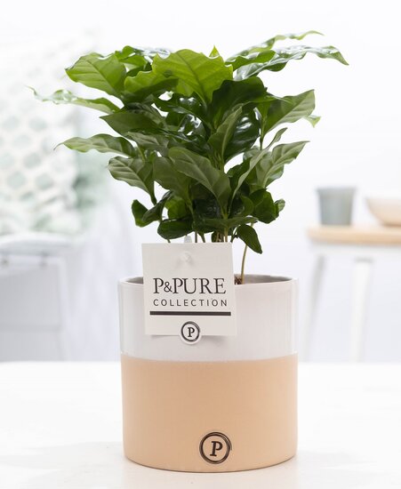 Coffea Arabica met P&PURE Collection bloempot Rosy