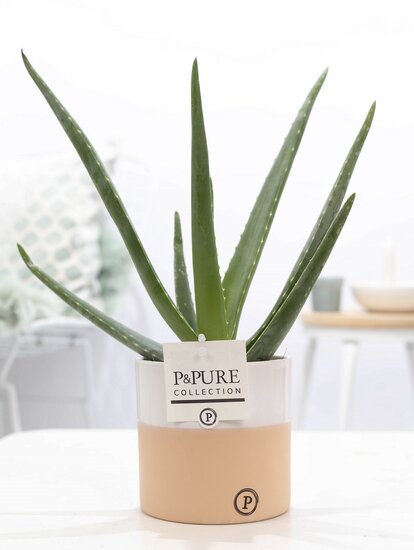 Aloe Vera met bloempot P&PURE Collection Rosy
