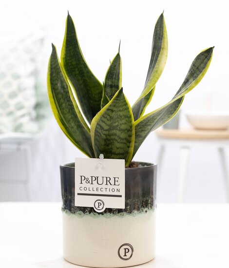 Sansevieria met P&PURE Collection bloempot Illusion