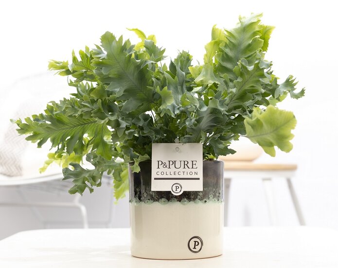 Phlebodium davana met P&PURE Collection bloempot Illusion